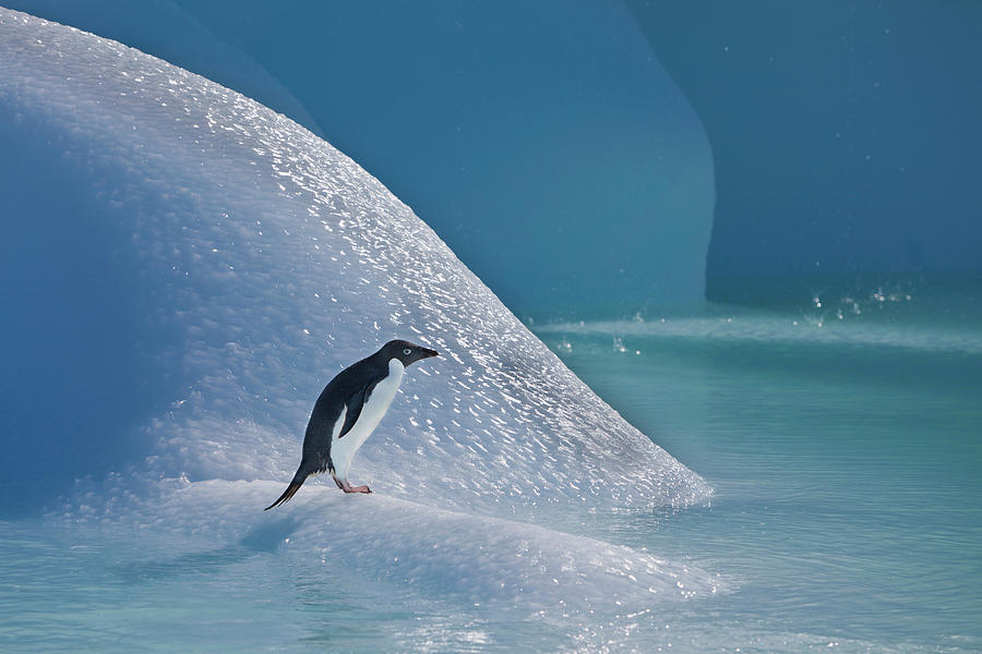 Summer Photograph - An Adelie Penguin Stands On A Blue #1 by Hugh Rose