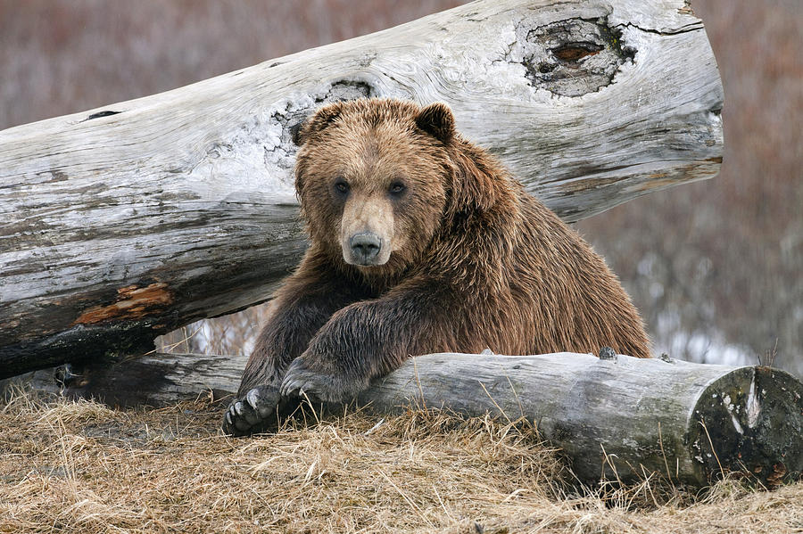 Spring Photograph - An Adult Brown Bear Rests On A Log #1 by Doug Lindstrand