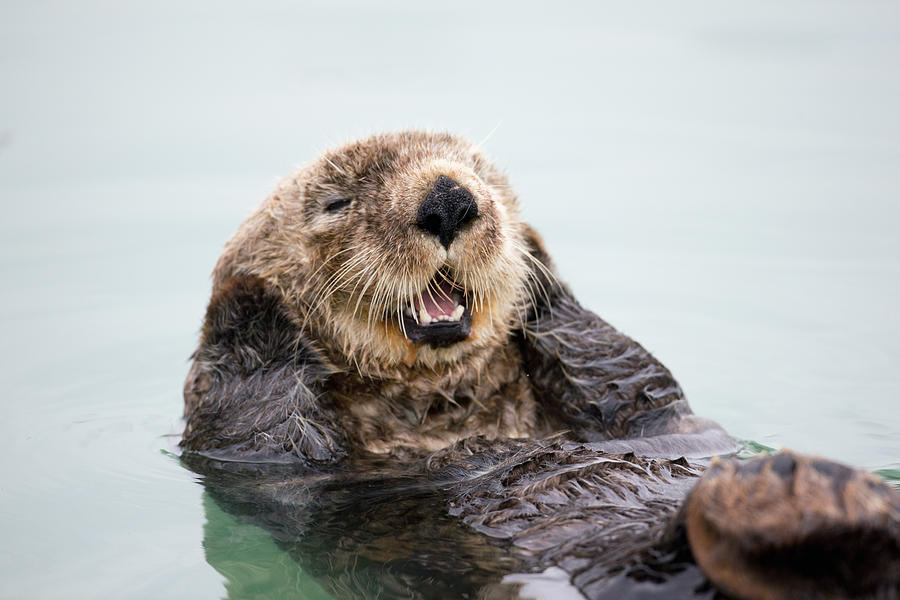 An Adult Sea Otter Floats In The Calm Photograph by Doug Lindstrand ...