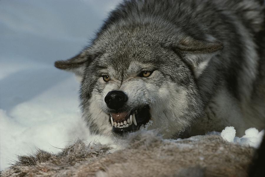 An Alpha Male Gray Wolf Canis Lupus Photograph By Jim And