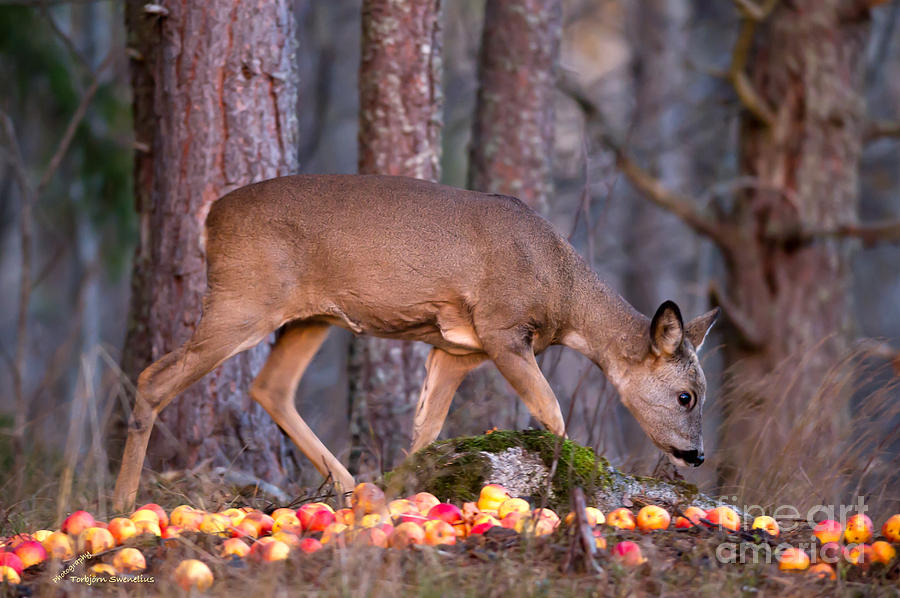 An apple a day... Photograph by Torbjorn Swenelius