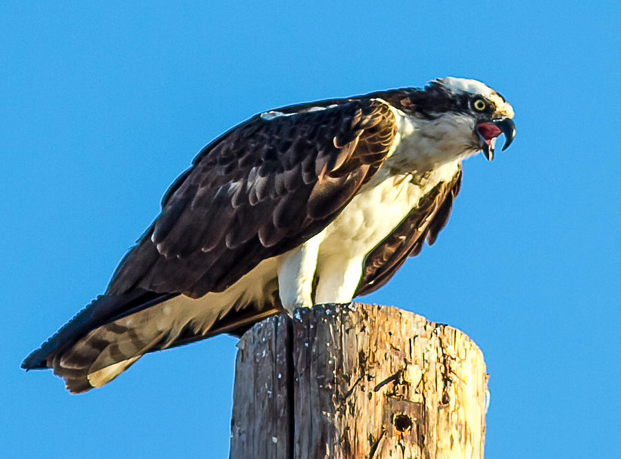 An Osprey Calling Photograph by Brian Williamson - Fine Art America