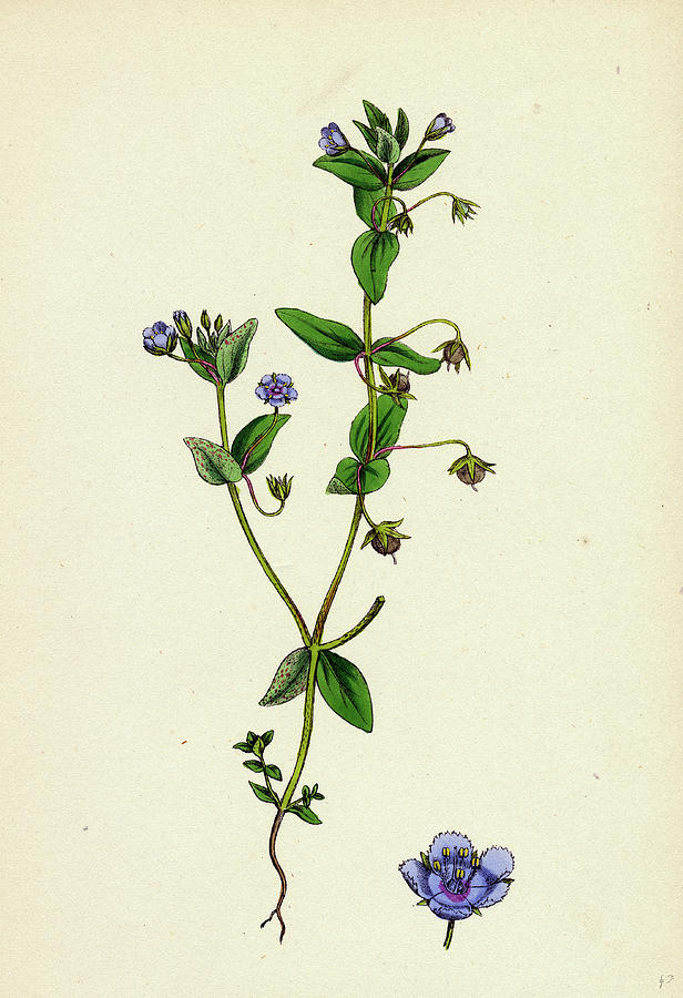 Anagallis Arvensis Var Drawing by English School - Fine Art America