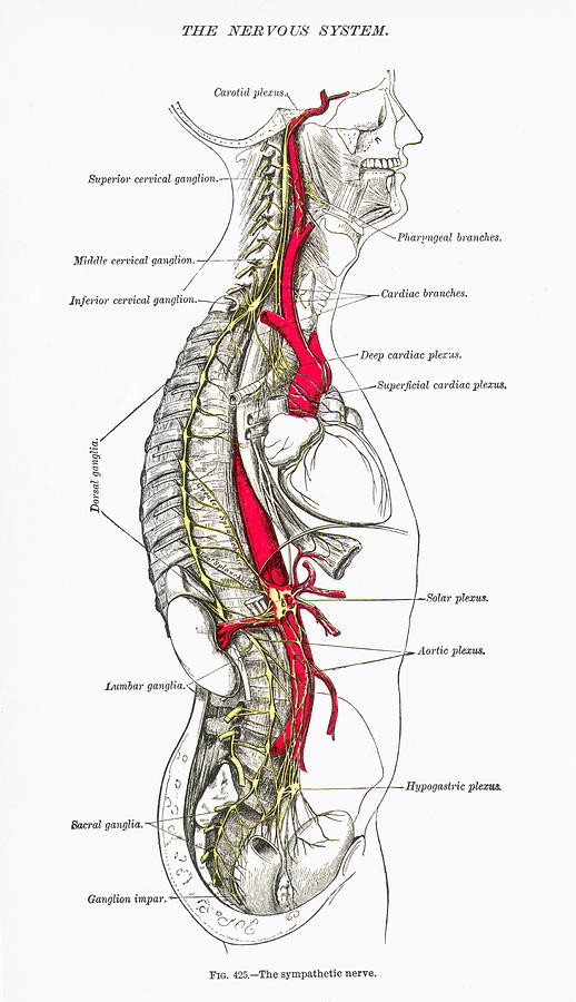 Anatomy: Nervous System #1 by Granger