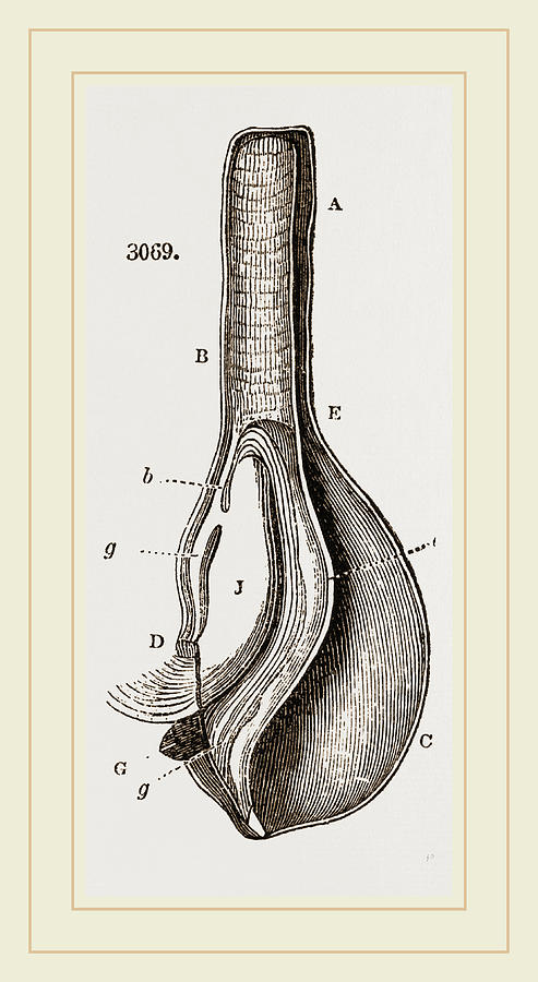 Anatomy Of Bernicle Drawing by Litz Collection - Fine Art America