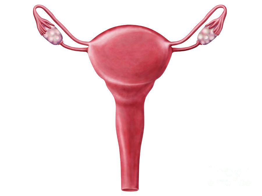Healthcare Digital Art - Anatomy Of Female Uterus #1 by Stocktrek Images