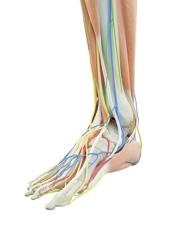 Anatomy Of Foot Photograph by Sciepro - Pixels