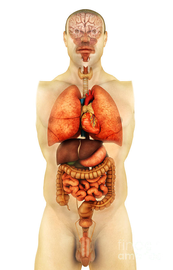 Vertical Digital Art - Anatomy Of Human Body Showing Whole #1 by Stocktrek Images