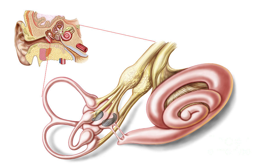 Horizontal Digital Art - Anatomy Of Human Ear, Membranous #1 by Stocktrek Images