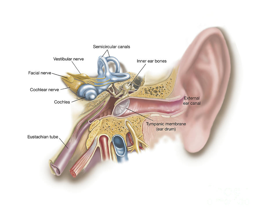 Anatomy Of Human Ear #1 Digital Art by TriFocal Communications
