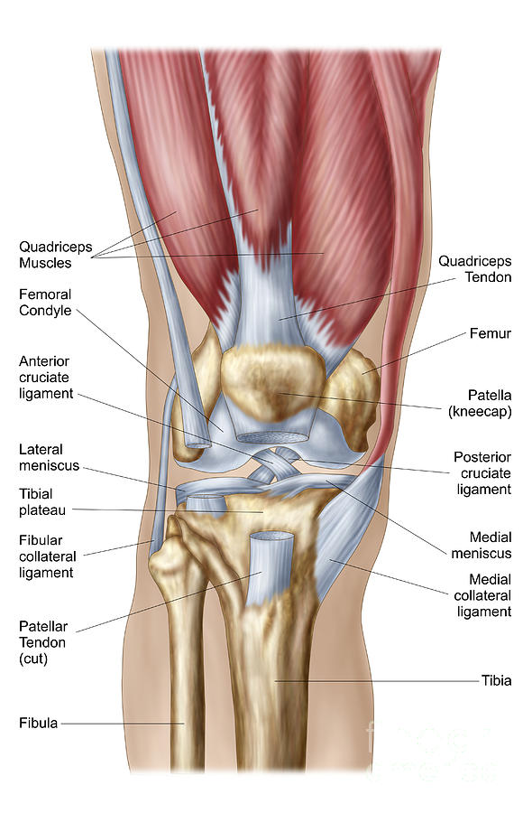 Human Anatomy Digital Art - Anatomy Of Human Knee Joint #1 by Stocktrek Images