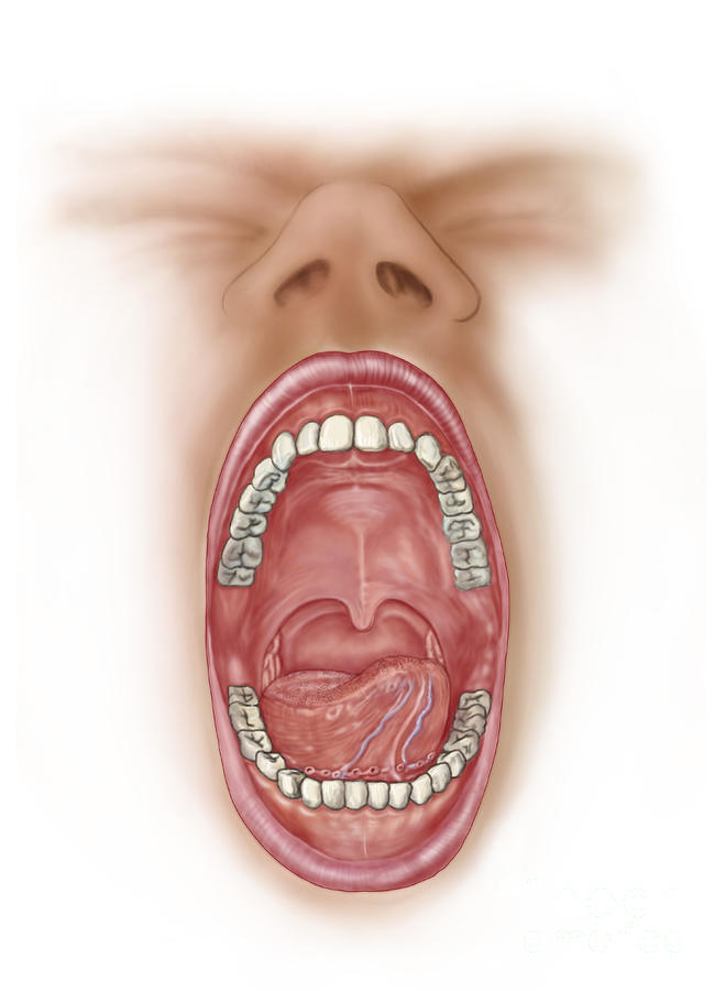 Anatomy Of Human Mouth Cavity Digital Art