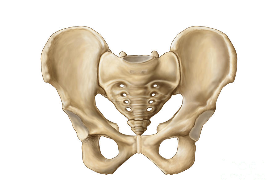 Anatomy Of Human Pelvic Bone Digital Art