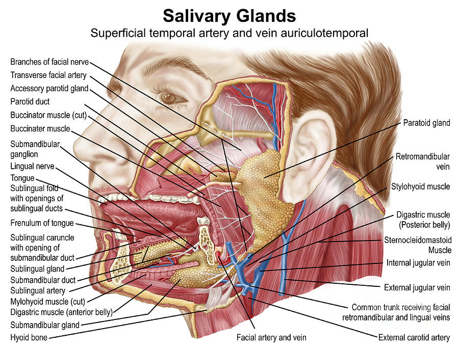 Mouth Digital Art - Anatomy Of Human Salivary Glands #1 by Stocktrek Images