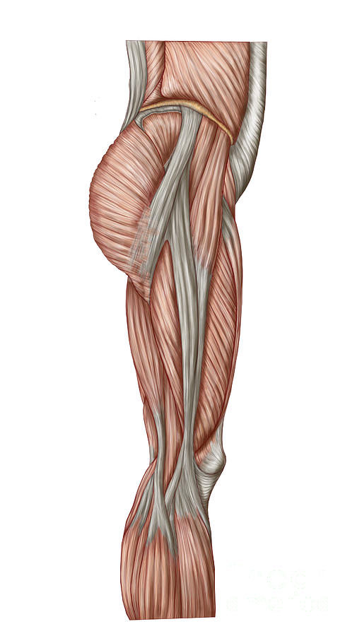 Vertical Digital Art - Anatomy Of Human Thigh Muscles #1 by Stocktrek Images