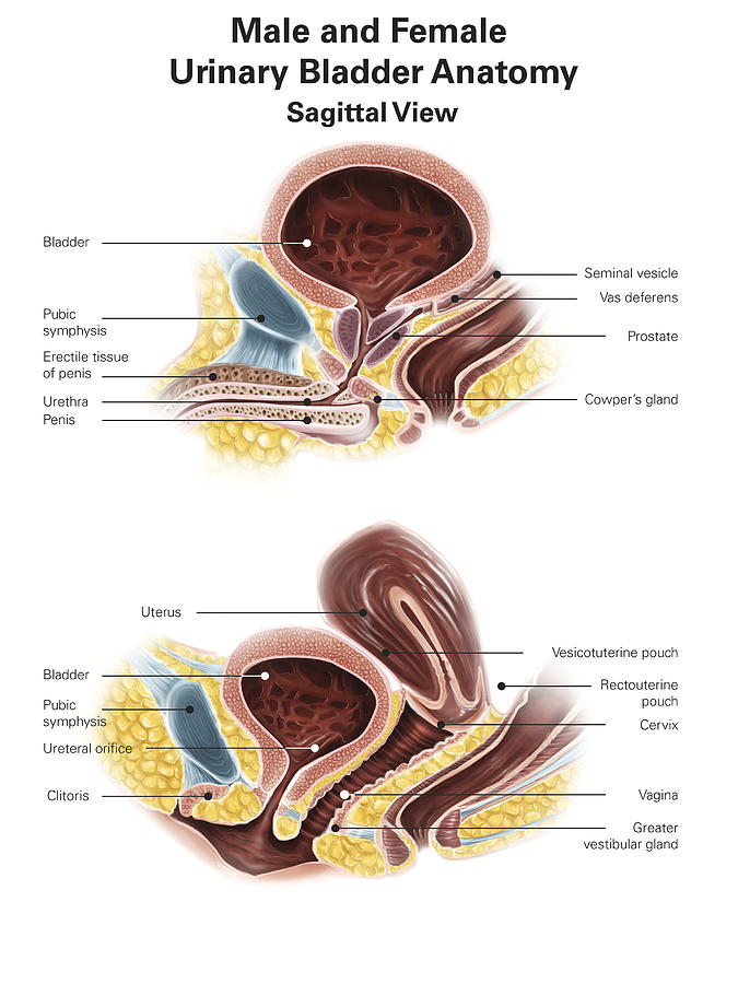 Male Anatomy Diagram Vs Female Human Reproductive System Definition Images And Photos Finder 