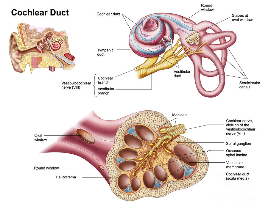 Anatomy Of The Cochlear Duct #1 Digital Art by Stocktrek Images