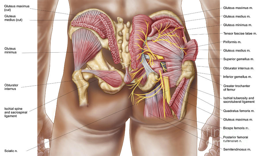 https://images.fineartamerica.com/images-medium-large-5/1-anatomy-of-the-gluteal-muscles-stocktrek-images.jpg