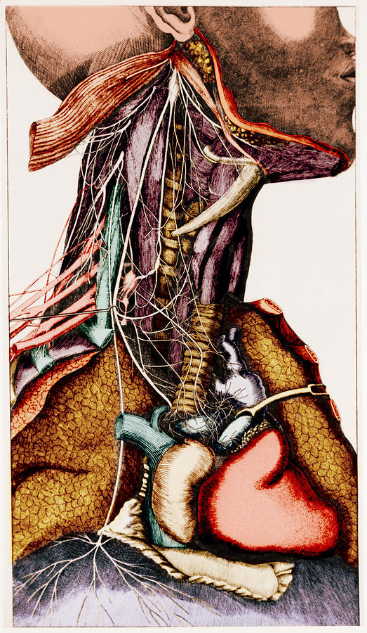 Anatomy Of The Neck #3 Photograph by Science Source