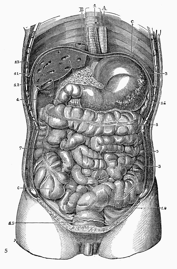 Anatomy: Torso Photograph by Granger - Pixels