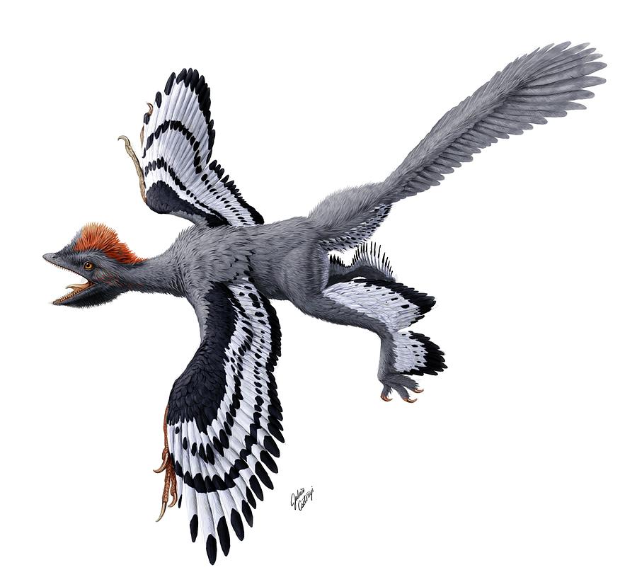 Anchiornis Huxleyi Feathered Dinosaur Photograph by Julius T Csotonyi/science Photo Library