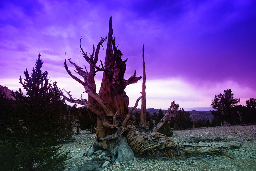 Nature Photograph - Ancient Bristlecone Pine Forest #1 by Panoramic Images