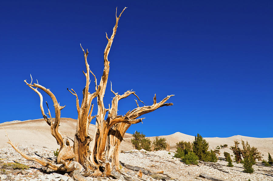 Landscape Photograph - Ancient Bristlecone Pines #1 by Russ Bishop