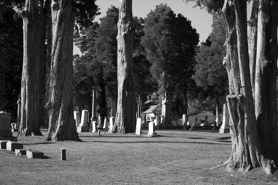 Ancient Cedars and Tombstones #1 Photograph by Kathy Clark