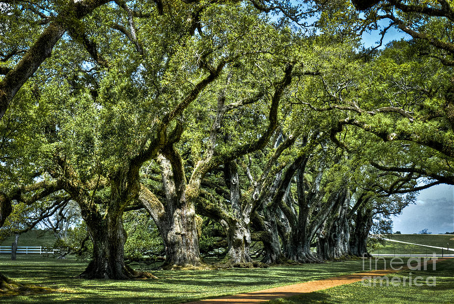 Ancient oak trees  #1 Photograph by Dan Yeger