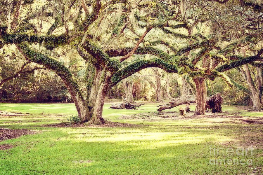 Tree Photograph - Ancient Oaks #2 by Scott Pellegrin