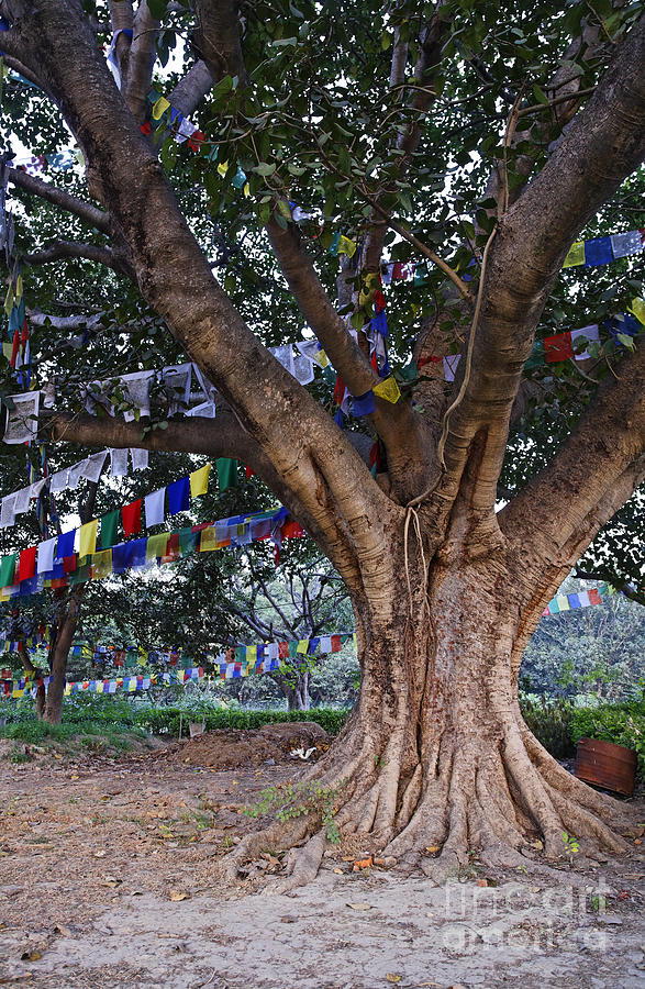 Flag Photograph - Ancient tree and prayer flags at Lumbini in Nepal #1 by Robert Preston