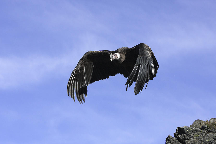 Andean Condor #1 Photograph by M. Watson