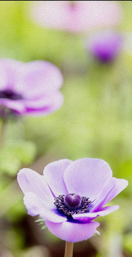 Anemone Photograph - Anemone - Purple Center #1 by Rebecca Cozart