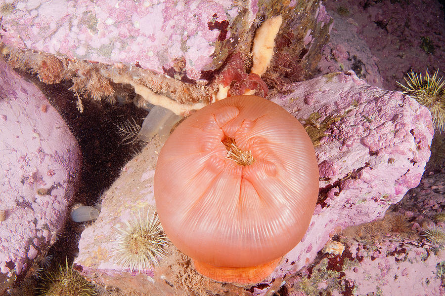 Anemone Eating Urchin #1 Photograph by Andrew J. Martinez