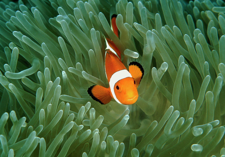 Anemone Fish Photograph by Matthew Oldfield/science Photo Library - Pixels