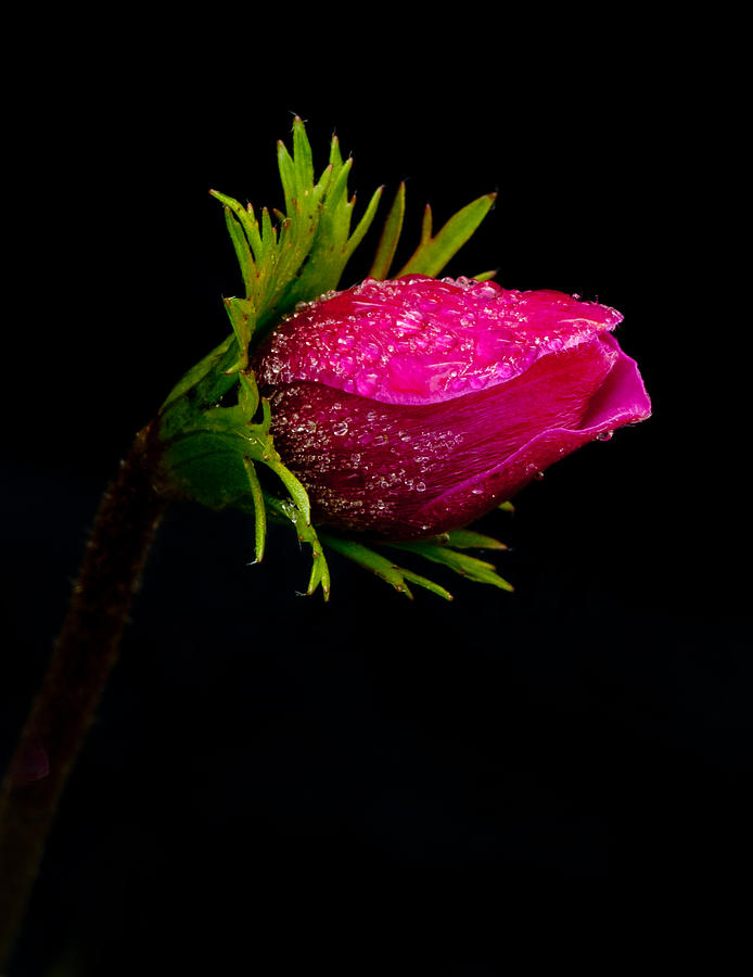 Anemone flower on black Photograph by Michalakis Ppalis