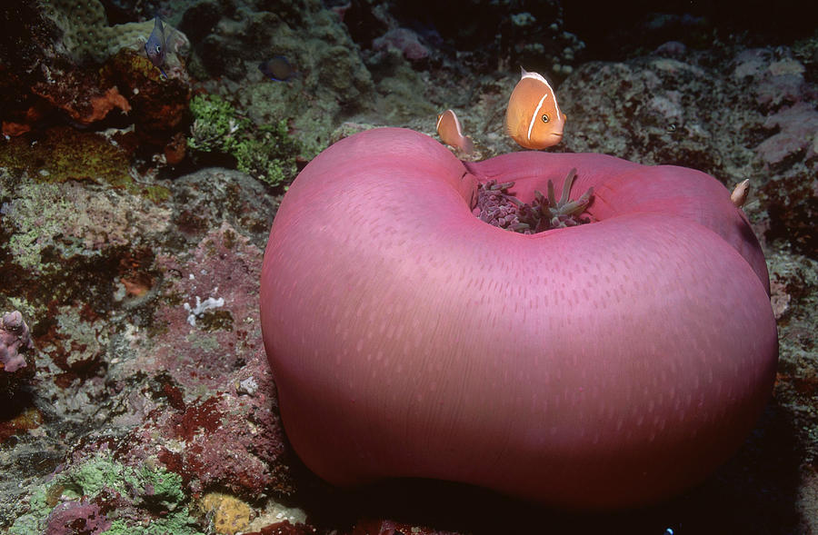 Anemonefish #1 Photograph by F. Stuart Westmorland
