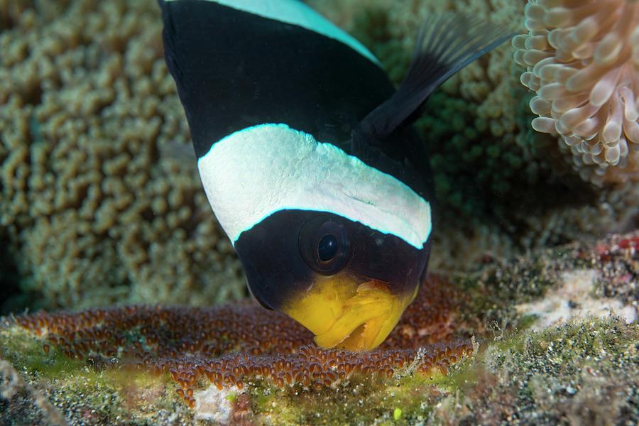 Anemonefish Guarding Eggs Photograph by Scubazoo