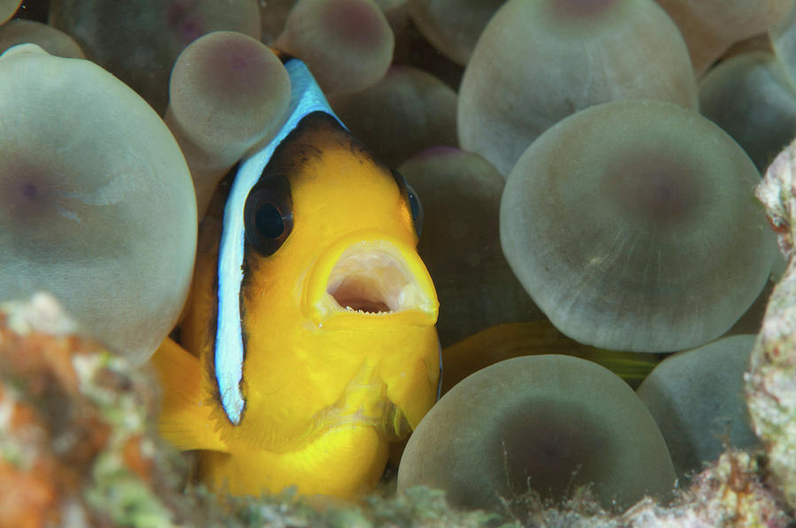 Anemonefish, Red Sea, Egypt #1 Photograph by Morten Beier