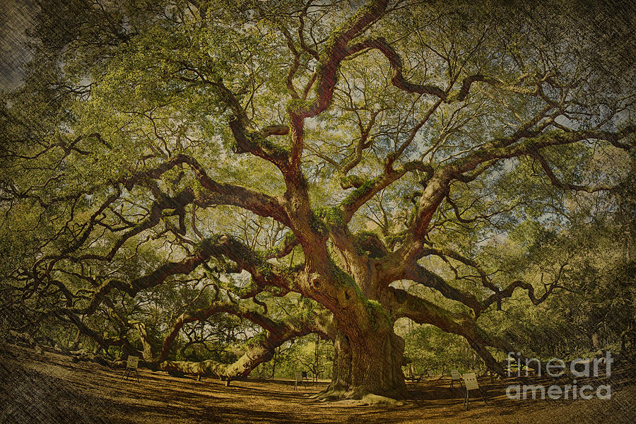 Angel Oak #1 Photograph by Carrie Cranwill