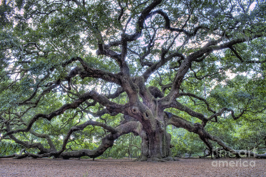 Angel Oak Photograph - Angel Oak by Dustin K Ryan