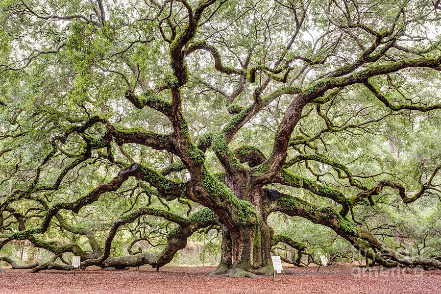 Angel Oak Johns Island South Carolina #1 Photograph by Dawna Moore Photography