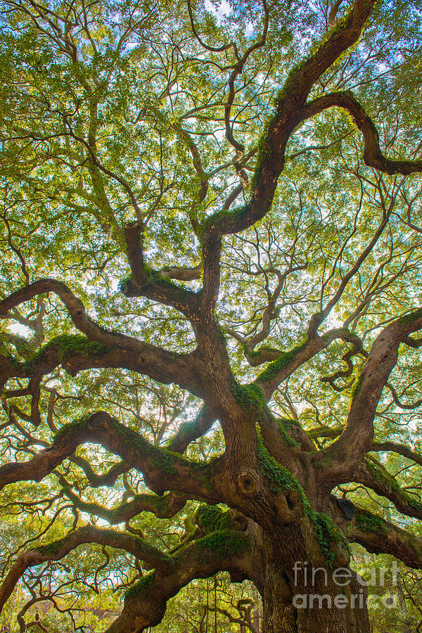 Vibrant Angel Oak Tree Photograph by Dale Powell