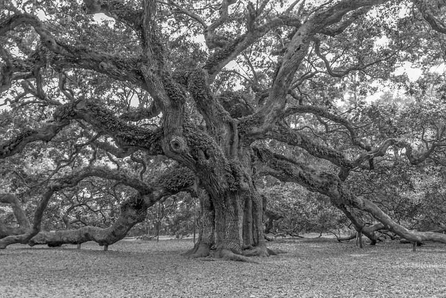 Angel Oak #1 Photograph by Willie Harper