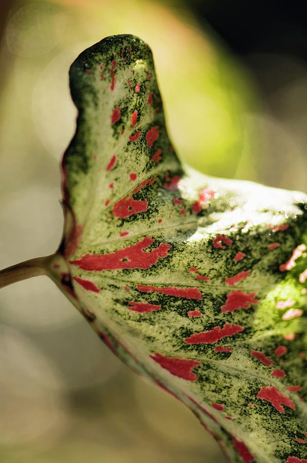 Nature Photograph - Angel Wings (caladium Bicolor) #1 by Maria Mosolova/science Photo Library