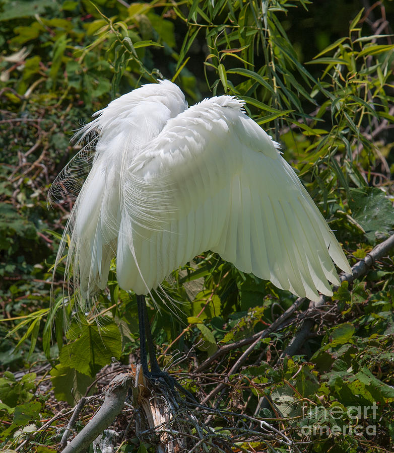 Egret Photograph - Angel Wings #2 by Dale Powell