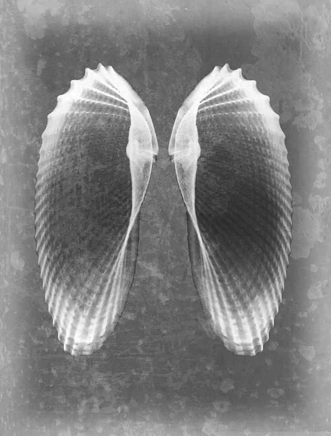 Angel Wings Sea Shell X-ray Art Photograph by Roy Livingston