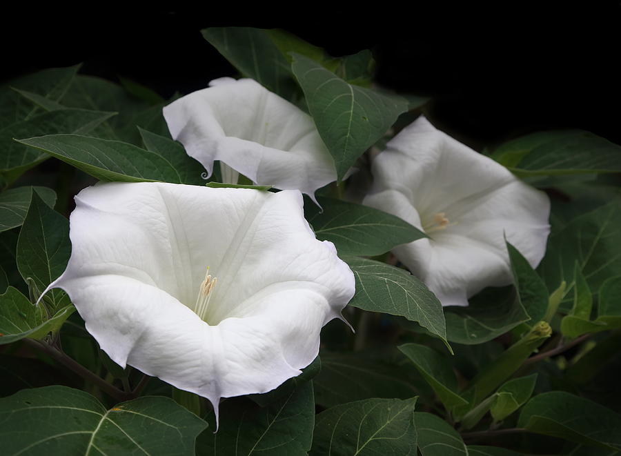 Flower Photograph - Angels Trumpet Datura  #1 by Angie Vogel