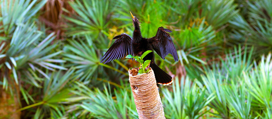 Anhinga Photograph - Anhinga Anhinga Anhinga On A Tree #1 by Panoramic Images
