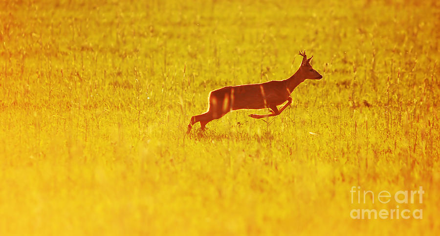 Animal background. Roe-deer #1 Photograph by Michal Bednarek